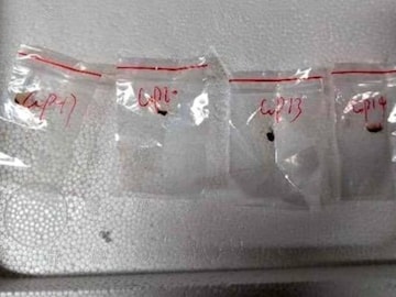 'ഫുസാറിയം ഗ്രാമിനിയേറം' എന്ന പേരിലറിയപ്പെടുന്ന ഫംഗസാണ് വിമാനമാര്‍ഗം യുഎസിലേക്കെത്തിച്ചത്