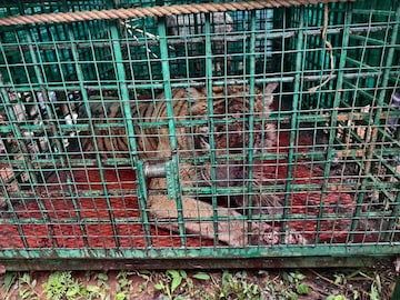 നരഭോജി കടുവ