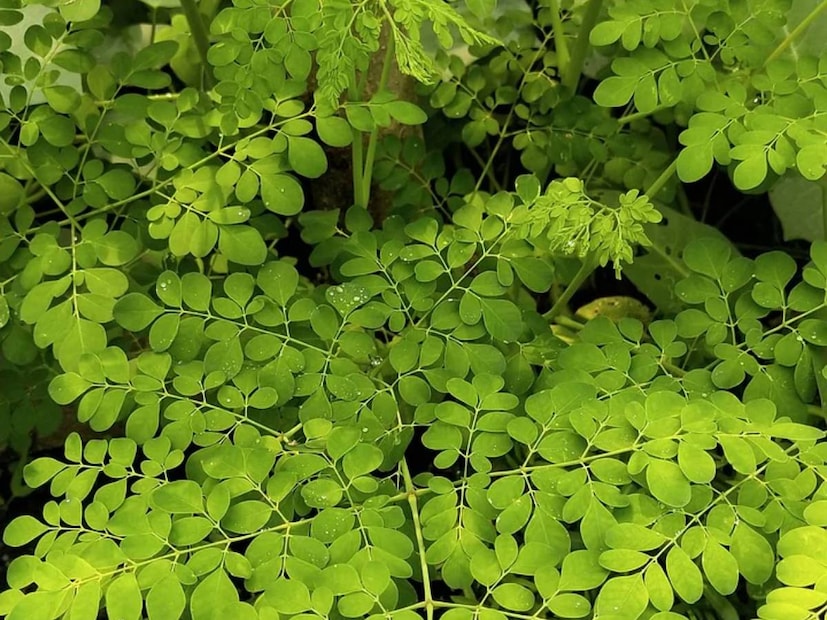  മുരിങ്ങയിലയിൽ സിങ്ക്, കാൽസ്യം, വിറ്റാമിൻ എ, വിറ്റാമിൻ ബി 1 (തയാമിൻ), മഗ്നീഷ്യം, ബി 2 (റൈബോഫ്ലാവിൻ), ബി 3 (നിയാസിൻ), ബി-6, പൊട്ടാസ്യം, ഫോളേറ്റ്, അസ്കോർബിക് ആസിഡ് (വിറ്റാമിൻ സി), ഇരുമ്പ്, ഫോസ്ഫറസ് തുടങ്ങിയ നിരവധി ഘടകങ്ങൾ അടങ്ങിയിരിക്കുന്നു. ഇവ നമ്മുടെ ആരോഗ്യത്തിന് വളരെയധികം ആവശ്യമായ പോഷകങ്ങളാണ്. വലിയ ചിലവുകളൊന്നുമില്ലാതെ വീട്ടിൽ തന്നെ മുരിങ്ങ വളർത്തി ആഹാരത്തിന്റെ ഭാഗമാക്കാവുന്നതേ ഉള്ളു. അതുകൊണ്ട് മുരിങ്ങ വിഭവങ്ങൾ പതിവായി കഴിച്ച് ആരോഗ്യം മെച്ചപ്പെടുത്തൂ.