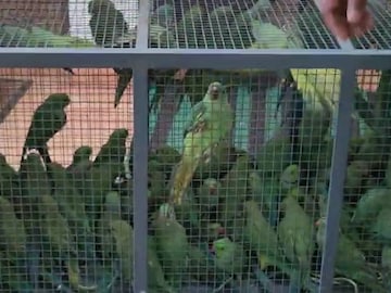 വിൽപ്പനയ്‌ക്കെത്തിച്ച തത്തകൾ