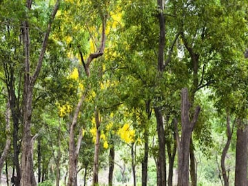 ചന്ദനമരം