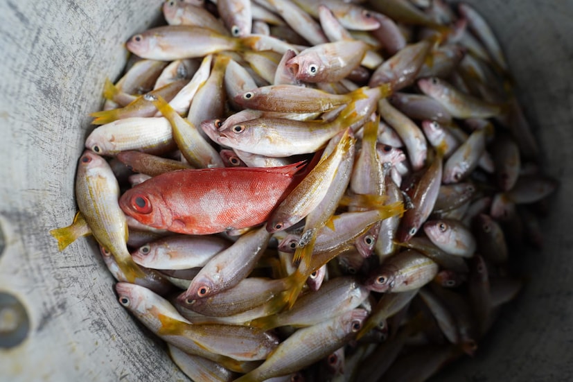  സർവേയിൽ 370 ഇനം മീനുകളും (ഫിൻ ഫിഷ്) 98 ഇനം പുറന്തോടുള്ള മത്സ്യങ്ങളും (ഷെൽ ഫിഷ്) ഉൾപ്പെടുന്നു. മത്തി, ചൂര, കോഡ്, ചെമ്മീൻ, കണവ തുടങ്ങിയ പരിചിത മത്സ്യ ഇനങ്ങൾക്കൊപ്പം വിവിധയിനം സ്രാവുകൾ ഉൾപ്പെടെയുള്ള അടിത്തട്ടിൽ വസിക്കുന്ന മത്സ്യങ്ങളെയും സർവേയിൽ കണ്ടെത്തി. ഗവേഷകർ ഇതിനുമുമ്പ് രേഖപ്പെടുത്താത്ത ഏഴ് പുതിയ മത്സ്യ ഇനങ്ങളെയും കണ്ടെത്തിയത് ആവേശകരമായ വസ്തുതയാണ്. ഈ കണ്ടെത്തലോടെ, കേരള തീരത്ത് ഇതുവരെ രേഖപ്പെടുത്തിയിട്ടുള്ള മത്സ്യ ഇനങ്ങളുടെ എണ്ണം 1027 ആയി ഉയർന്നു. ഒറ്റദിവസത്തെ സർവേയിൽ 370 ഇനം മീനുകളെ കണ്ടെത്തിയത് വലിയ നേട്ടമാണെന്ന് CMFRI ഡയറക്ടർ ഡോ. എ. ഗോപാലകൃഷ്ണൻ പറഞ്ഞു.