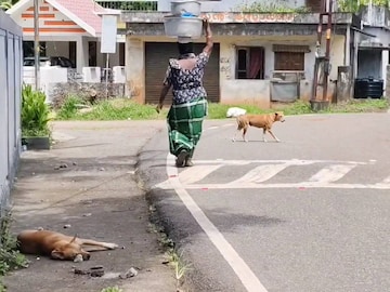 ഡീസന്റ്മുക്കിലെ തെരുവുനായ ശല്യം ഡീസന്റ്മുക്കിലെ തെരുവുനായ ശല്യം