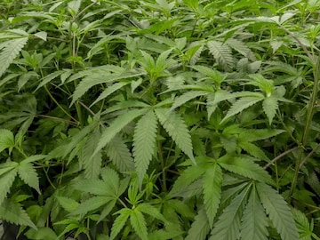 (പ്രതീകാത്മക ചിത്രം)