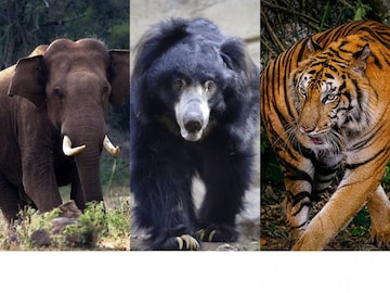 പ്രതീകാത്മകചിത്രം