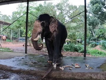 പുത്തൻകുളം മോദി പുത്തൻകുളം മോദി