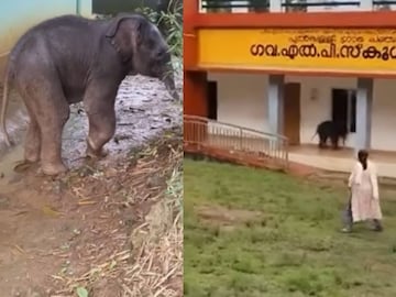 വൈറലായ ആനക്കുട്ടി 