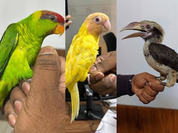 തായ്ലൻഡിൽ നിന്നെത്തിയതാണ് കുടുംബം