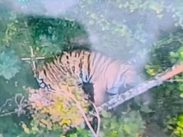 കടുവയുടെ ചിത്രം ഡ്രോൺ ക്യാമറയിൽ പതിഞ്ഞപ്പോൾ