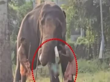 ആനയുടെ കൊമ്പിൽ കുഞ്ഞിനെ വെച്ച് പാപ്പാന്റെ അഭ്യാസം ആനയുടെ കൊമ്പിൽ കുഞ്ഞിനെ വെച്ച് പാപ്പാന്റെ അഭ്യാസം